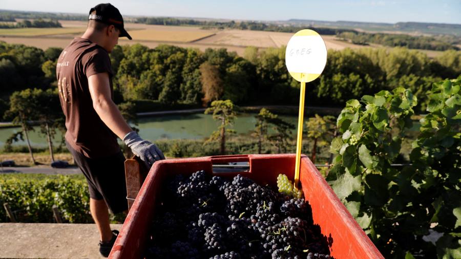 La vendemmia arriva presto quando i produttori di vino francesi sono alle prese con il cambiamento climatico