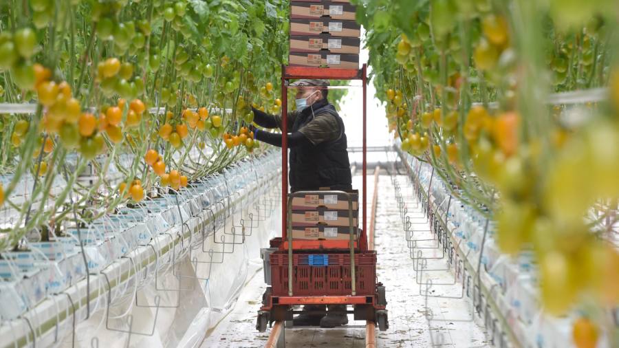 I giorni dell'insalata sono finiti per i produttori alimentari europei poiché i costi energetici si fanno sentire