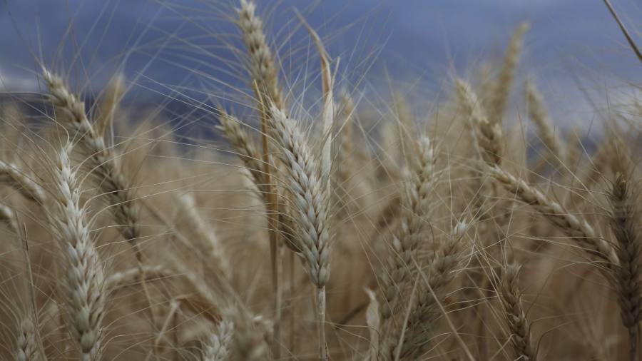 I futures su grano e mais salgono dopo che la Russia si ritira dall'accordo commerciale