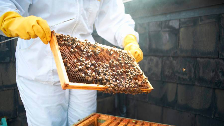 I migliori studi legali di Londra attirano il personale negli uffici con yoga e apicoltura