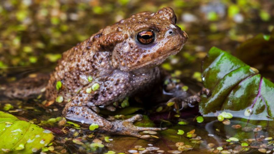 I ministri "non riescono" a migliorare l'ambiente naturale dell'Inghilterra, afferma watchdog