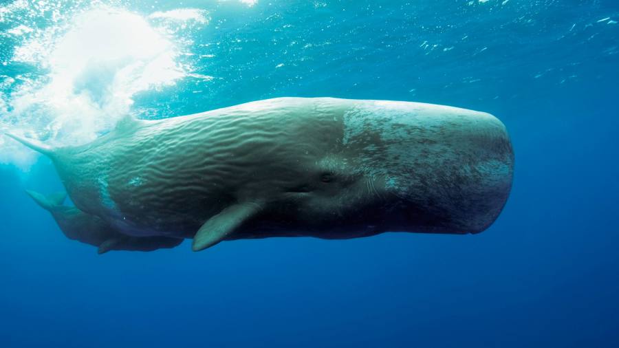 Google Traduttore per lo zoo?  Come gli umani potrebbero parlare agli animali