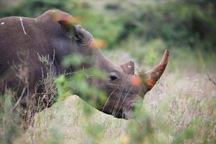 Un rinoceronte bianco meridionale all'interno del Parco Nazionale di Nairobi in Kenya