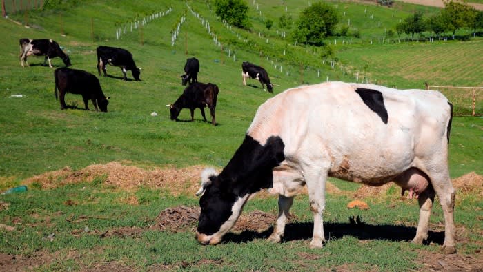 Affrontare il problema delle mucche che emettono metano è un'attività impegnativa