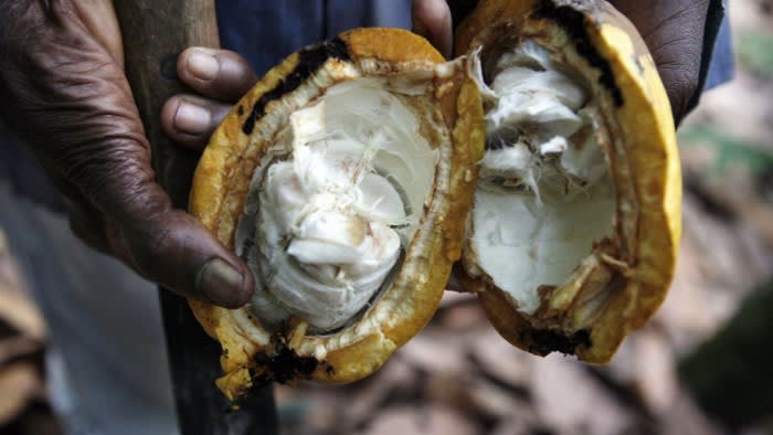 I prezzi del cacao crollano mentre si attenuano i timori sui raccolti africani