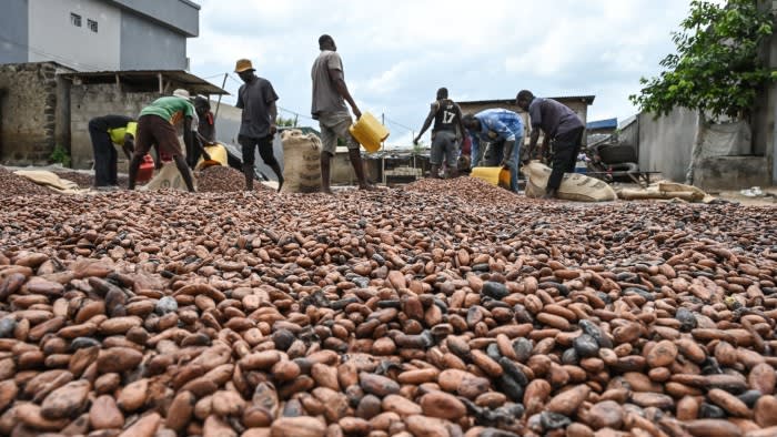 I prezzi del cacao di Londra e New York in una rara divergenza mentre la carenza morde