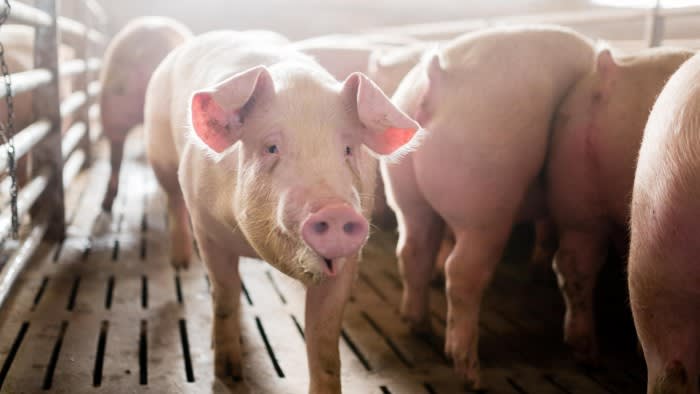 Il prosciutto in pericolo mentre l'Italia lotta per contenere la peste suina