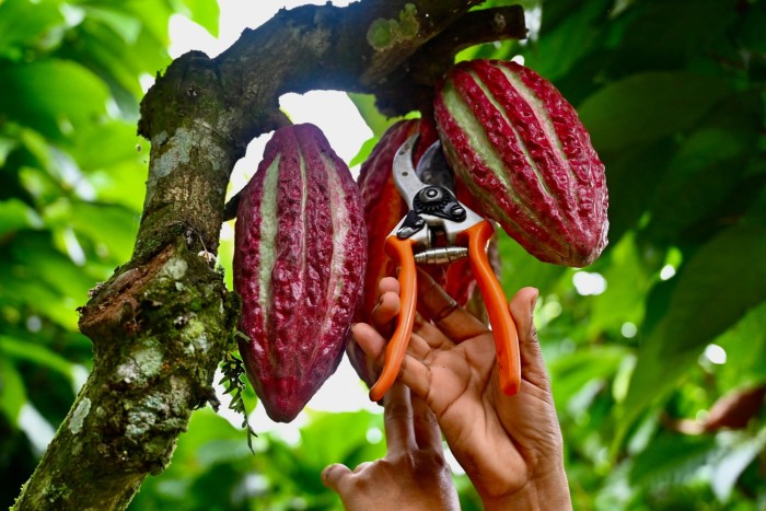 Un lavoratore taglia i frutti di cacao appesi a un albero in una fattoria nel cantone di Buena Fe, provincia di Los Rios, Ecuador