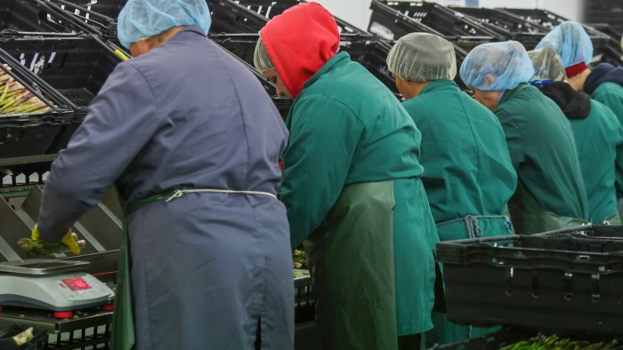 Farm workers in overalls and hairnets sort through freshly cut asparagus
