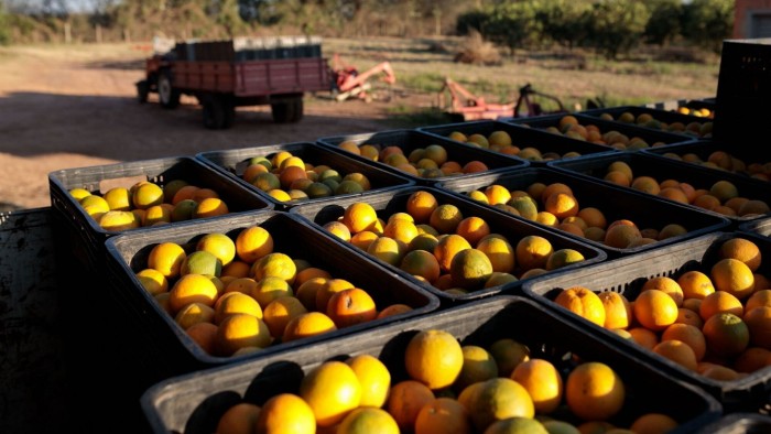 Crates of oranges on a truck at a packing house in Sao Paulo, Brazil