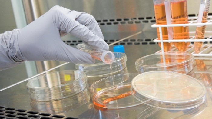 A close-up of a researcher pouring a liquid from a test tube into a petri dish