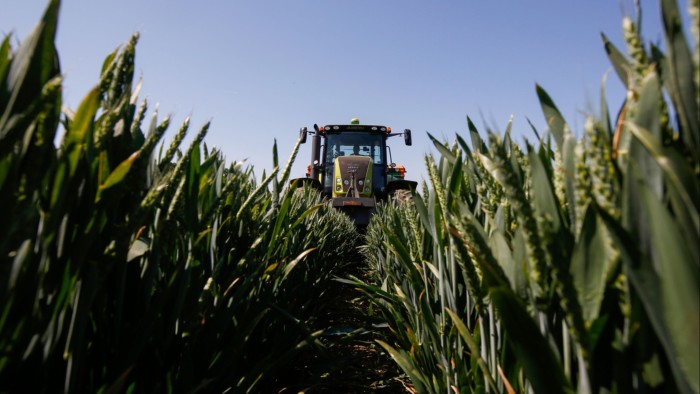 A Claas Axion 820 John Deere tractor drives between rows of wheat under a clear sky, viewed from low among the crops.