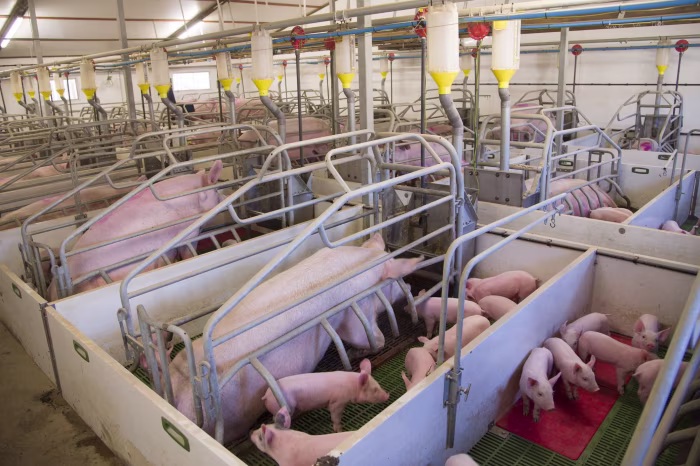 Scrofe confinate in gabbie da parto con gruppi di suinetti in un allevamento di suini al coperto.