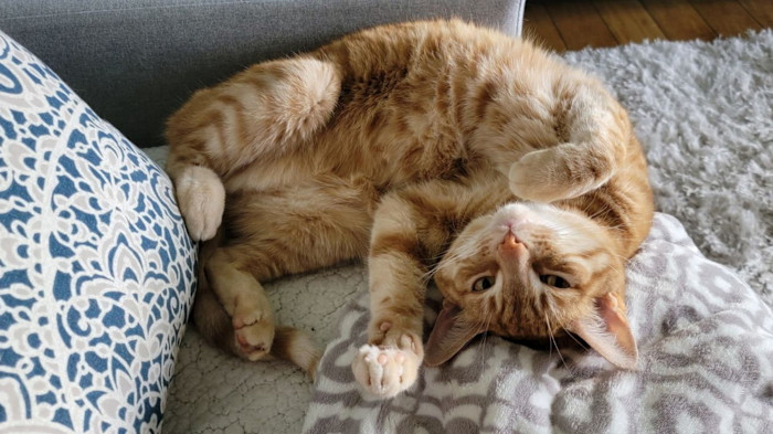 I gatti forniscono indizi genetici per migliori trattamenti contro il cancro