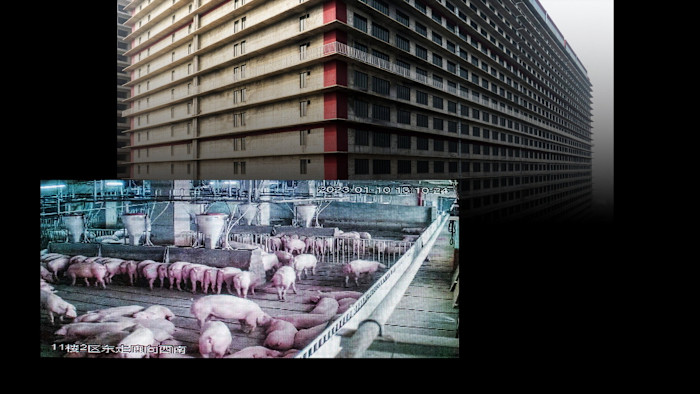 Gli allevamenti di suini cinesi diventano internazionali